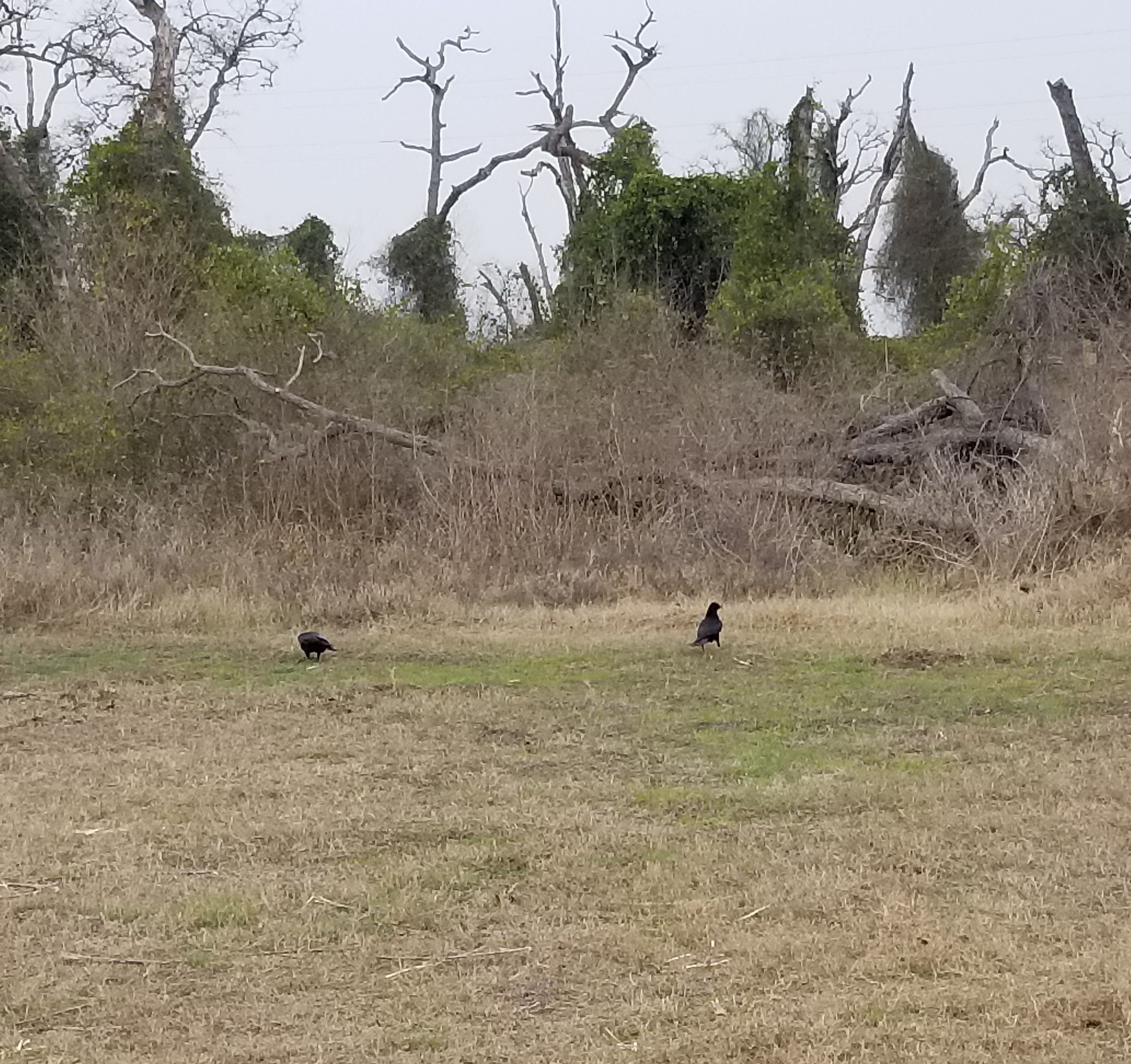 How To Find Birds At Lake Somerville State Park - Penelope Percival Travels